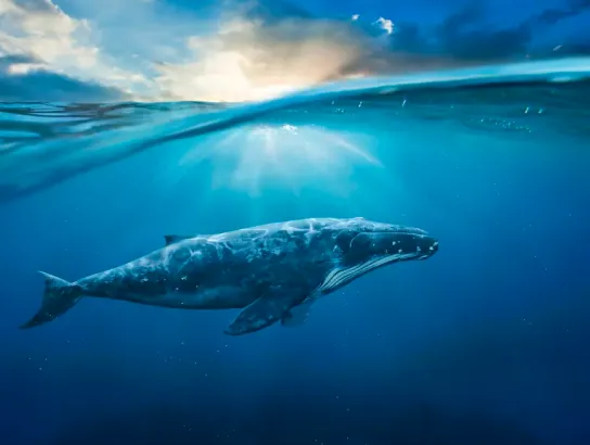 Six Blue Founders Join Start-Up Yard’s OceanTech Pilot Program