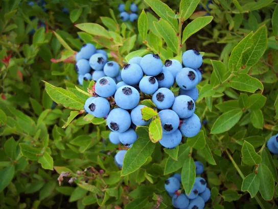 Spotlight on Oxford Frozen Foods