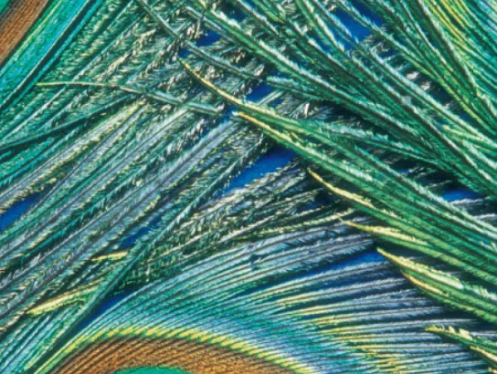 Peacock feathers in various shades of blue, green and yellow.