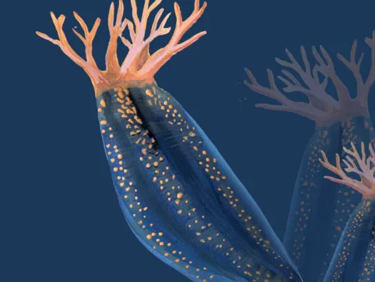 Illustration of a sea cumber in the ocean