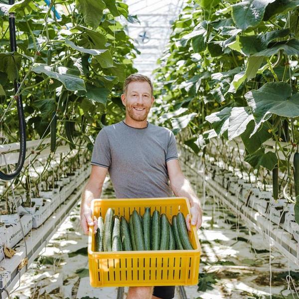 Den Haan Greenhouses Cucumbers