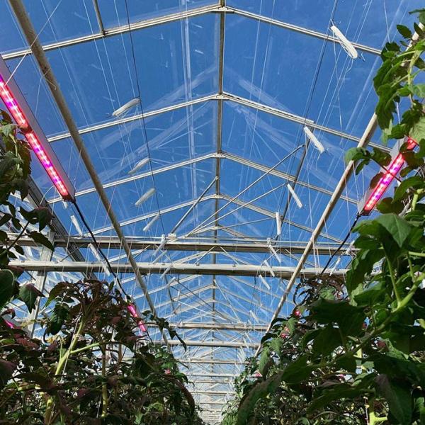 Den Haan Greenhouses LED Lighting.jpg