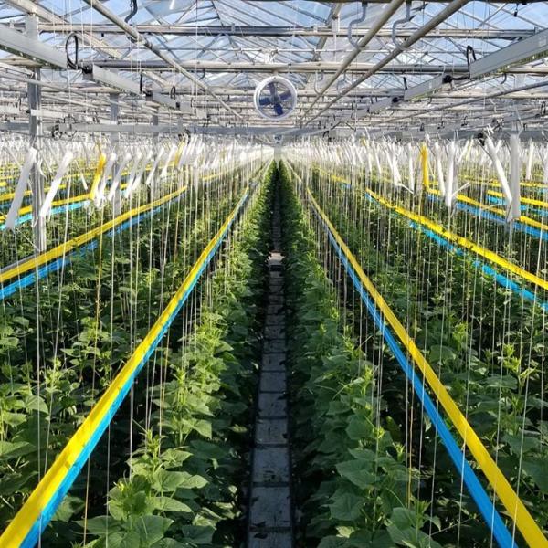 Den Haan Greenhouses LED Lighting.jpg