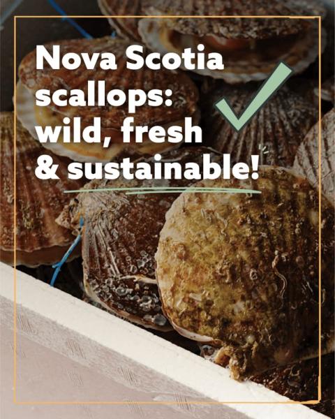 Nova Scotia Loyal, locally harvested scallops.