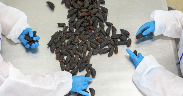 Gloved hands handling dried sea cucumbers