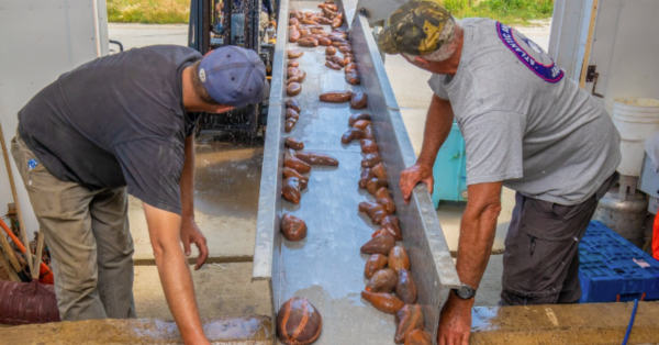 Two men helping unload live sea cucumbers for processing