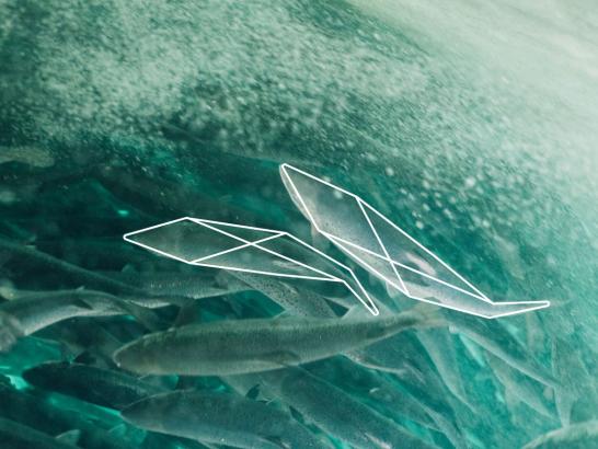 ReelData Raises US$8M