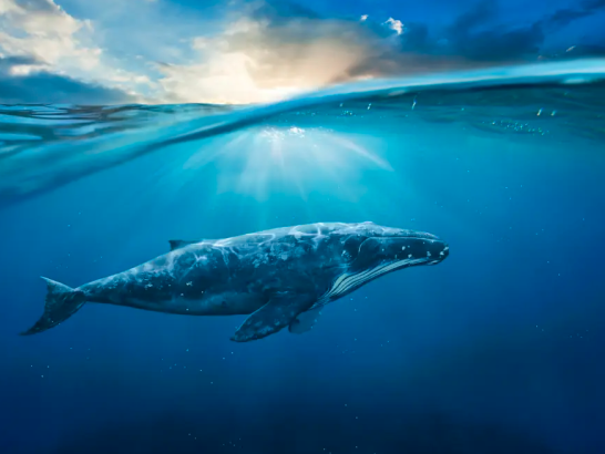 Six Blue Founders Join Start-Up Yard’s OceanTech Pilot Program