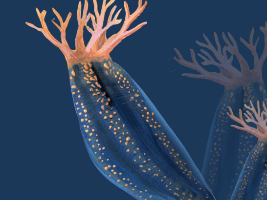 Illustration of a sea cumber in the ocean