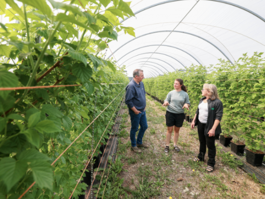 People talking inside a commercial greenhouse